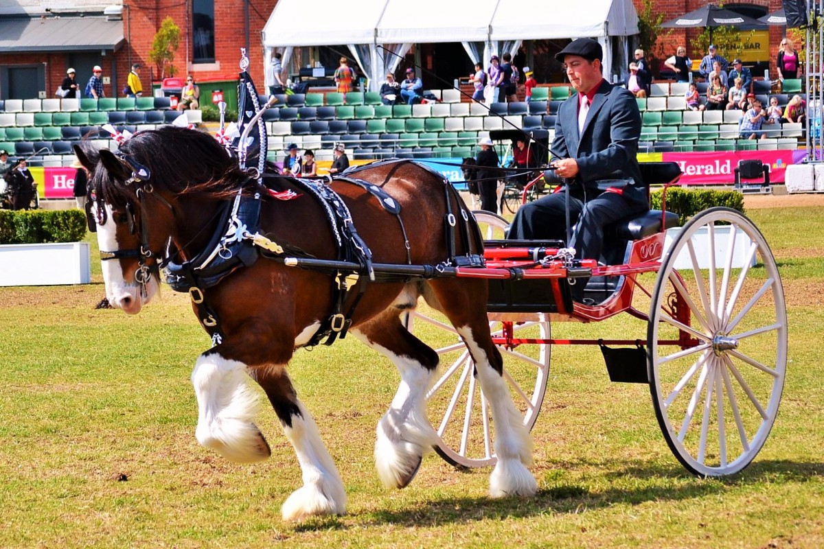 Trophies - Commonwealth Clydesdale Horse Society | Victorian Branch